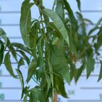 Broskyňa obyčajná (Prunus persica) ´MARIA BIANCA´ - skorá, výška 150-180 cm, obvod kmeňa 4/6 cm, kont. C10L